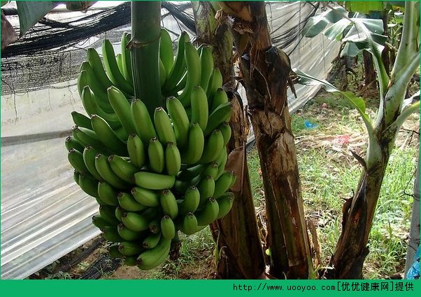 香蕉面膜有什么好处？香蕉面膜的功效和作用(7)