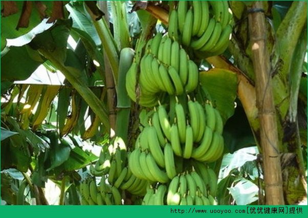 香蕉面膜有什么好处？香蕉面膜的功效和作用(5)