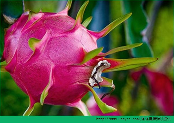 火龙果皮怎么做面膜？火龙果皮能敷脸吗？[多图]