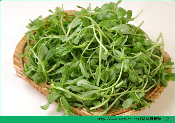春天吃什么野菜好？哪些野菜可以吃？(2)