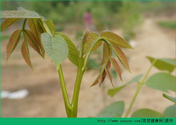 春天吃什么野菜好？哪些野菜可以吃？(3)