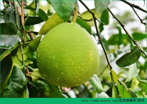 晒后吃什么水果可以美白？晒后修复吃什么水果？(5)