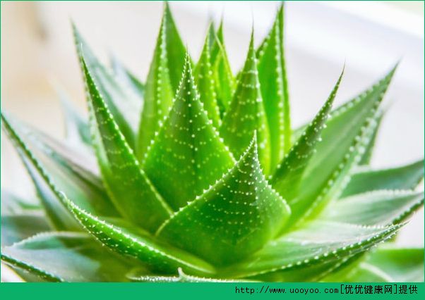 做什么面膜可以保湿？怎么自制补水面膜？(2)