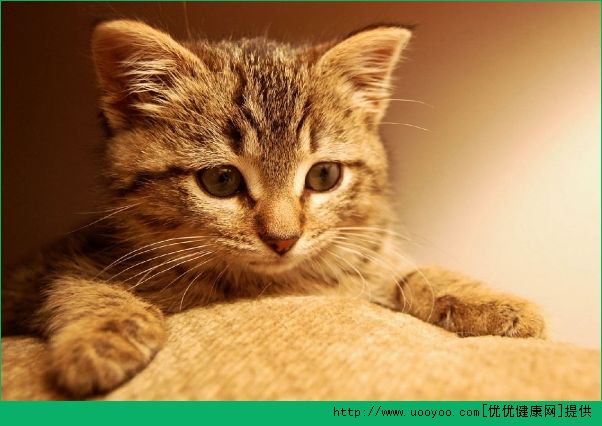 如何控油？如何控油祛痘？[多图]