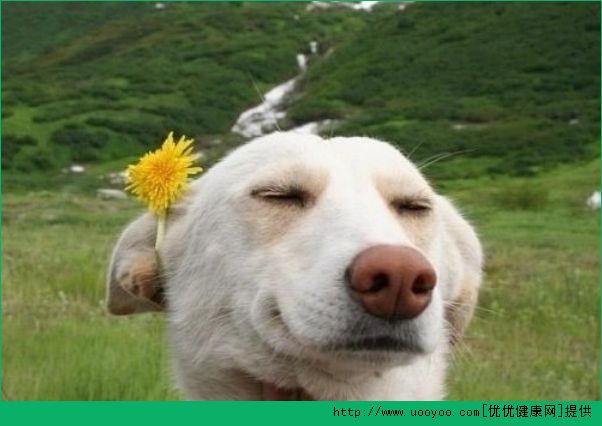 脸老是出油怎么办？脸爱出油怎么调理？(5)