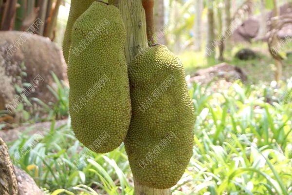 菠萝蜜是什么？菠萝蜜是榴莲吗？(1)