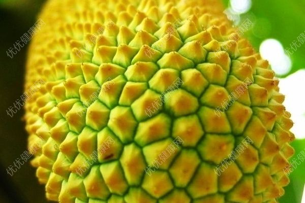 菠萝蜜是什么？菠萝蜜是榴莲吗？(5)