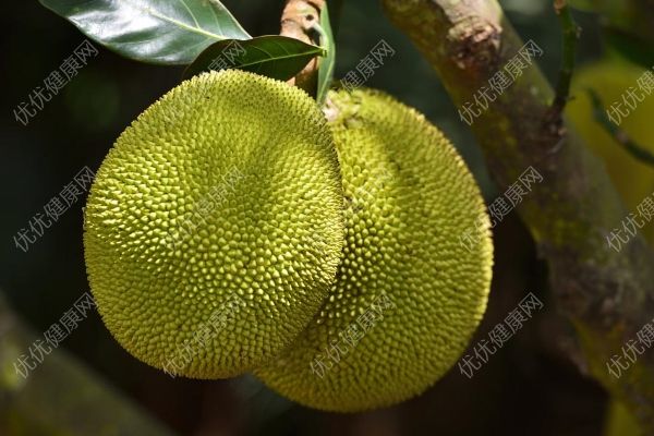 菠萝蜜为什么叫菠萝蜜？菠萝蜜和菠萝的关系(2)
