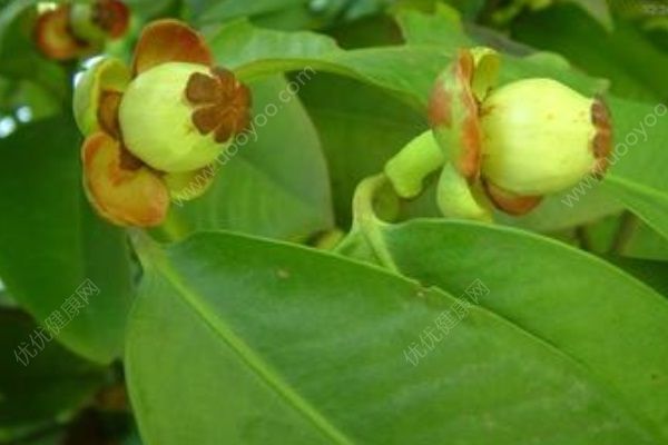 山竹是什么季节的？山竹是几月份的水果？(2)