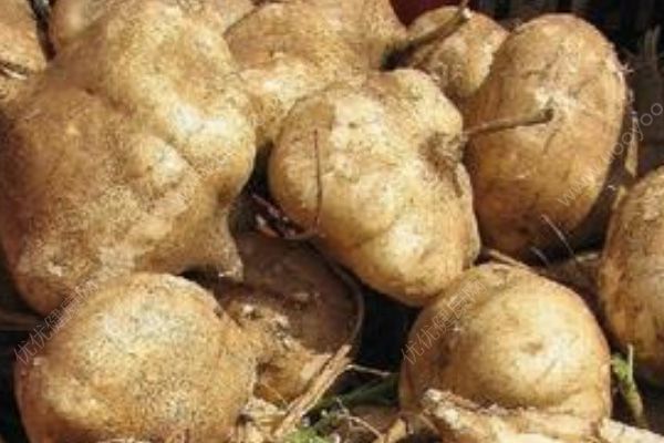 白地瓜可以煮粥吗？白地瓜粥的做法[多图]