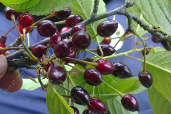 樱桃是樱花的果实吗？樱桃与樱花的关系[多图]