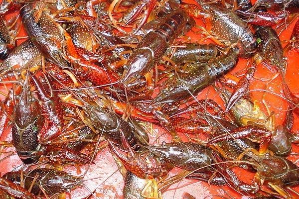 死虾可以吃吗？刚死的龙虾能吃吗？[多图]
