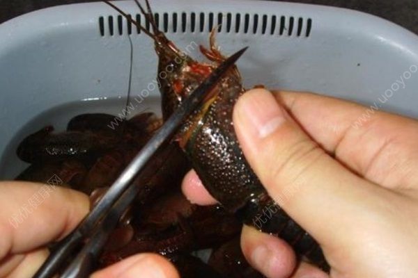 怎么杀龙虾？龙虾怎么杀？(3)