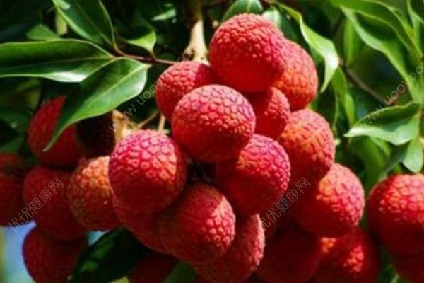 荔枝怎么样保存？荔枝的保存技巧是什么？[图]