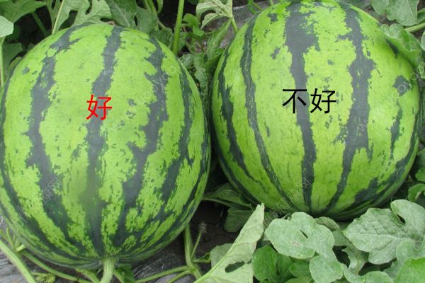 西瓜怎么挑图解 什么样的西瓜好吃？(3)