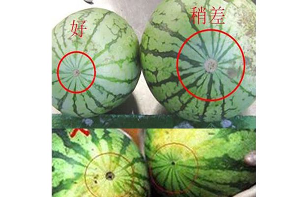 西瓜怎么挑图解 什么样的西瓜好吃？(2)