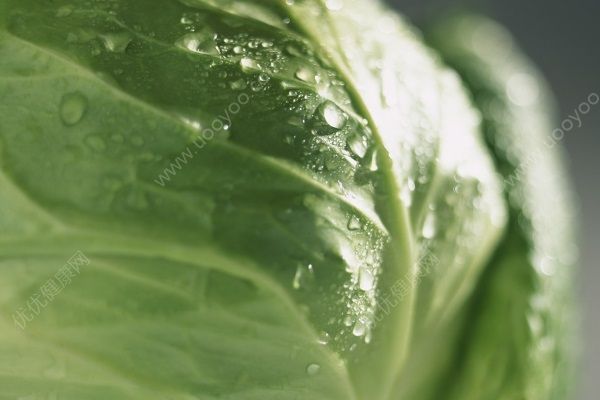 包菜能放冰箱吗？包菜放冰箱能放多久？[多图]