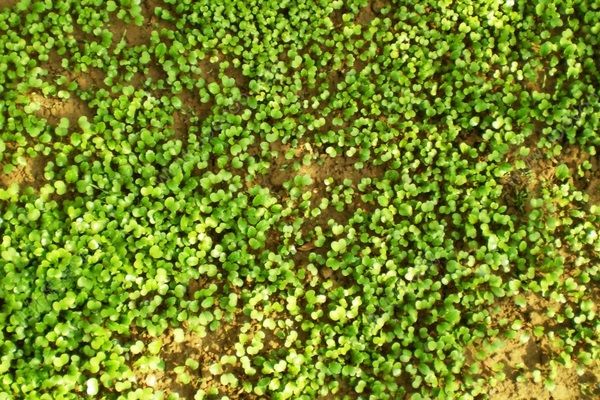 生菜怎么种？家里种的生菜能吃吗？(2)