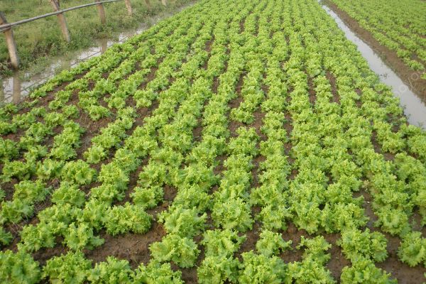 生菜是转基因蔬菜吗？生菜是什么蔬菜的变种？[多图]
