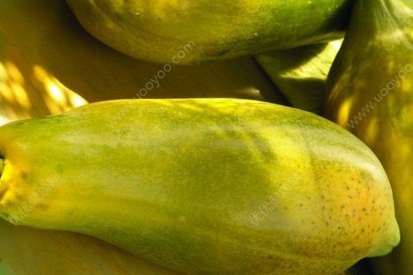 木瓜有公母之分吗？木瓜分公母吗？[多图]