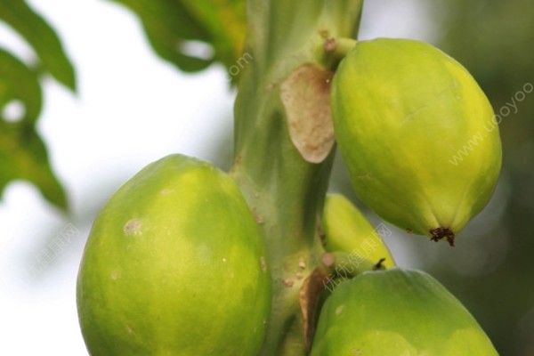 青木瓜和木瓜有什么区别？青木瓜和木瓜的区别[多图]