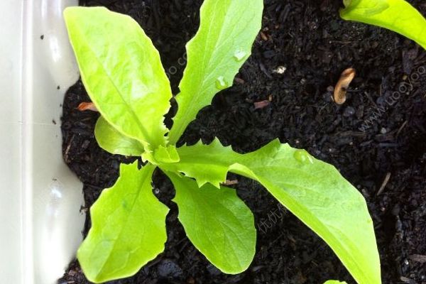 孕妇可以吃生菜吗？孕妇能吃生菜吗？(3)
