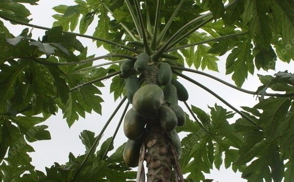 树上结的木瓜能吃吗？树上结的木瓜可不可以吃？[多图]