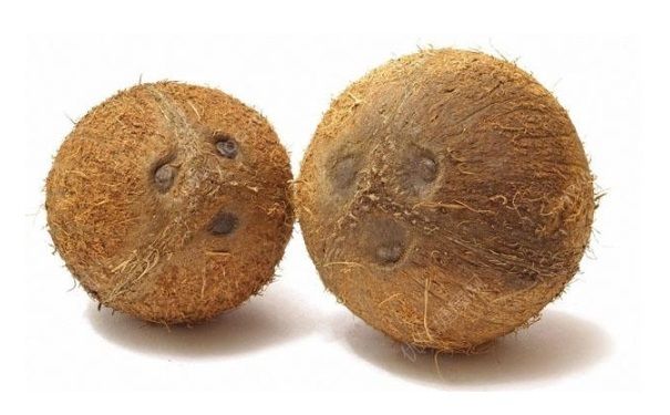 椰子壳怎么弄开？椰子壳怎么打开吃椰肉？(2)