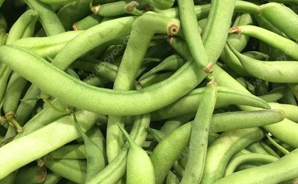 四季豆没熟为什么有毒？四季豆没熟中毒怎么办？(1)