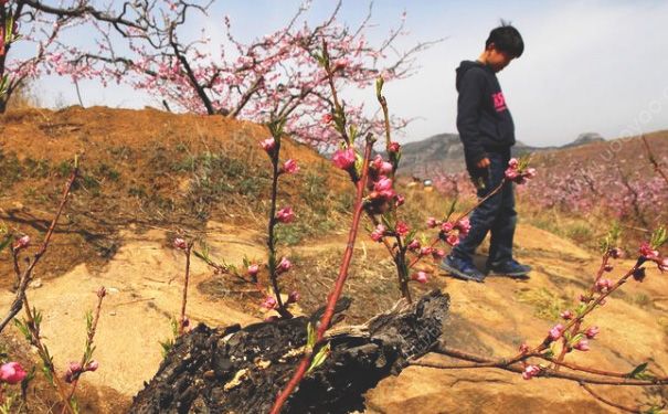 少年网上直播自杀 青少年自杀的心理原因(2)