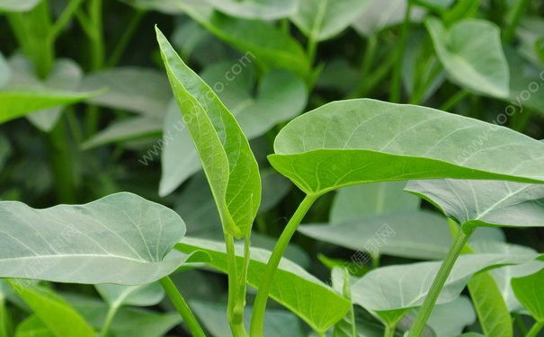 空心菜叶子可以吃吗？空心菜叶子能吃吗？(2)