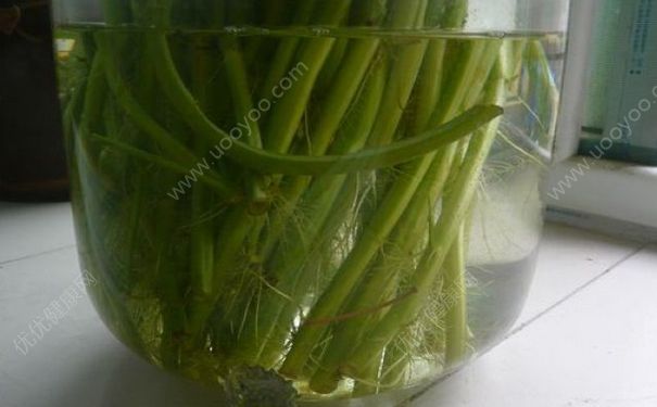 空心菜可以水培吗？空心菜放在水里能活吗？(4)