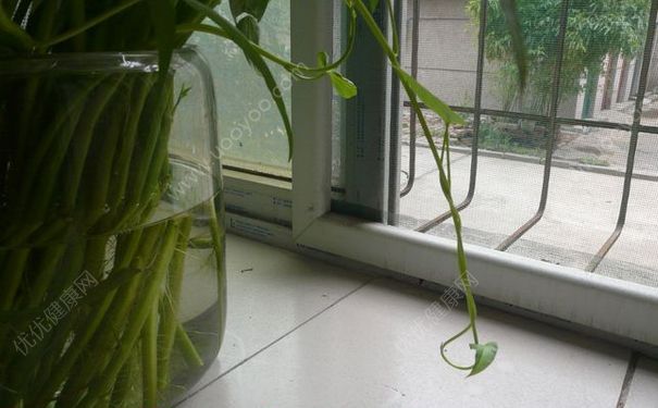 空心菜可以水培吗？空心菜放在水里能活吗？(3)