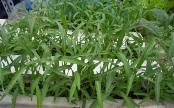 家庭种空心菜怎么种？空心菜怎么种植？(4)