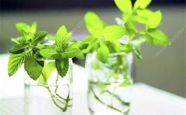 薄荷能美白吗？薄荷的功效与作用(1)