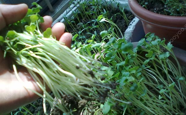 家庭种空心菜怎么种？空心菜怎么种植？(3)