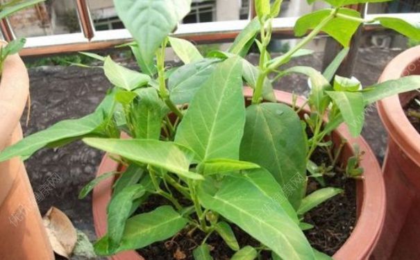 家庭种空心菜怎么种？空心菜怎么种植？(2)