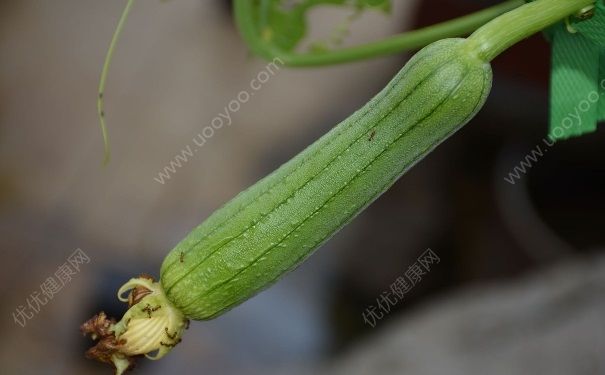 丝瓜可以放冰箱吗？丝瓜可以放几天？(4)
