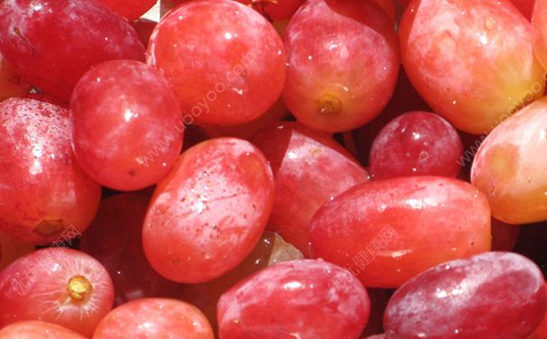 宝宝可以吃提子吗？小孩吃提子好不好？(4)