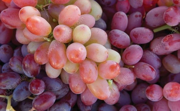 宝宝可以吃提子吗？小孩吃提子好不好？(3)