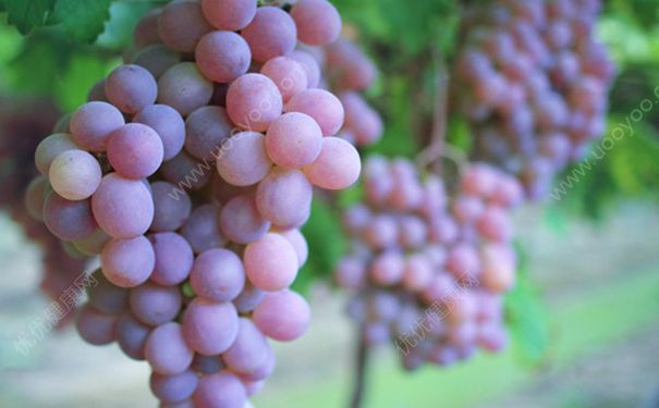 宝宝可以吃提子吗？小孩吃提子好不好？(2)