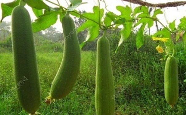 丝瓜水能当爽肤水用吗？丝瓜水能祛斑吗？(1)