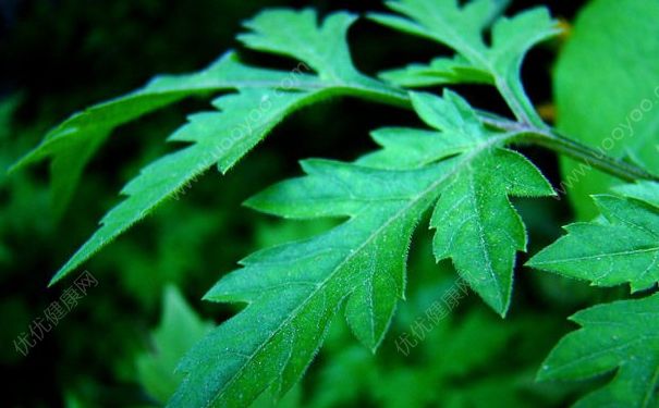艾草能吃吗？哪种艾草可以食用？[多图]