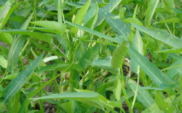 空心菜能多吃吗？空心菜能天天吃吗？[多图]