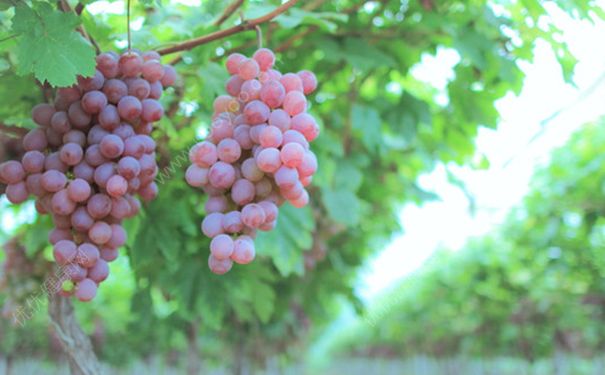 空腹能吃提子吗？早上空腹吃提子好不好？[多图]