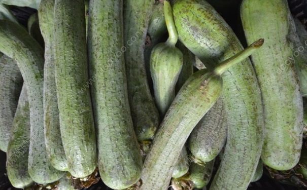 丝瓜能治乳腺增生吗？防治乳腺增生丝瓜食疗法(2)