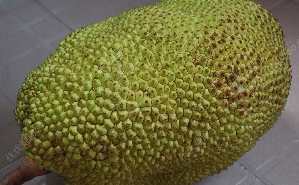 菠萝蜜怎么剥皮？菠萝蜜怎么吃？(1)