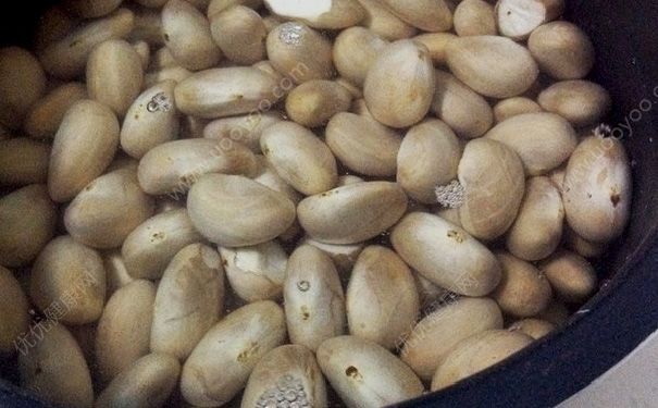 菠萝蜜的核能吃吗？菠萝蜜的核怎么吃？(3)