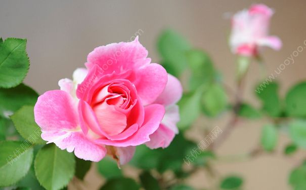 宿舍适合养什么植物？宿舍适合养什么花？(1)