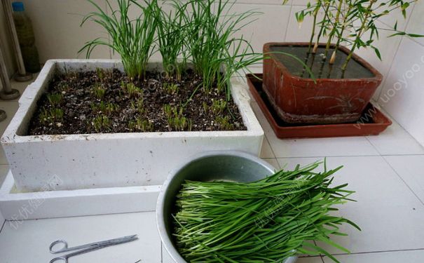 宿舍适合养什么植物？宿舍适合养什么花？(4)